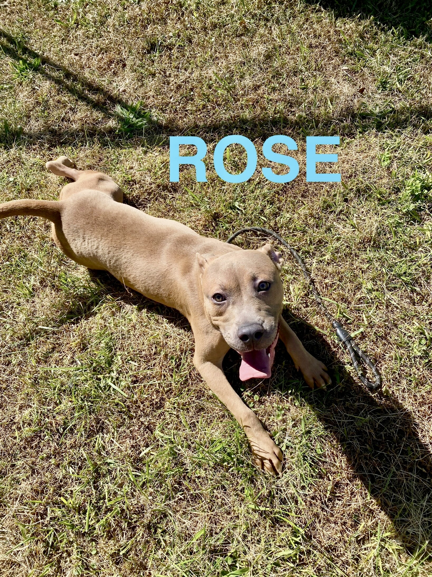 Rose and Sophia, Adult Female Pit Bull Terrier