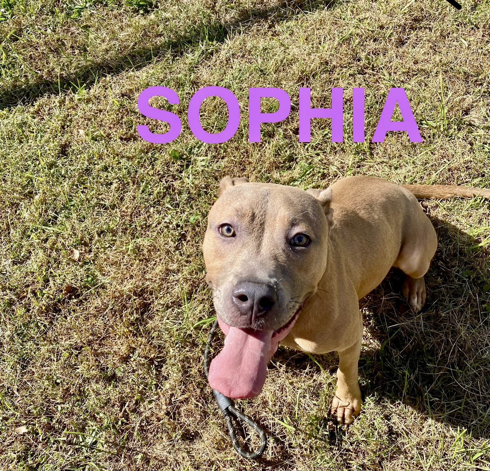 Rose and Sophia, a Adoptable mixed breed in Hartwell, GA image 2/2