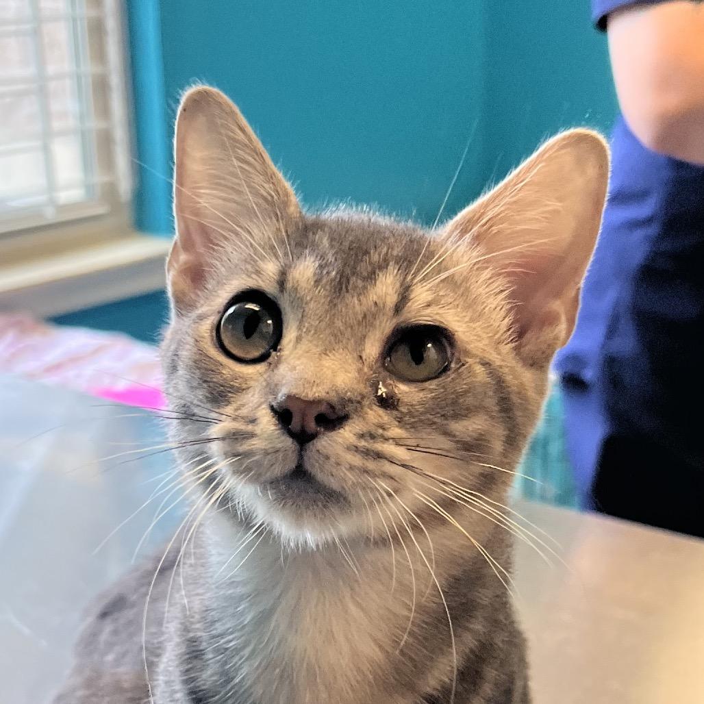 Precious, Adoptable, Young Female Domestic Short Hair.