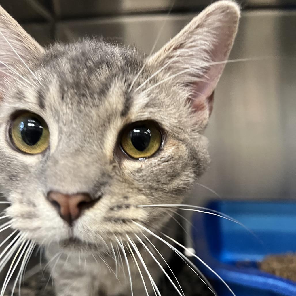 Enlarge Precious, a Adoptable Domestic Short Hair in Vineland, NJ image 2/3