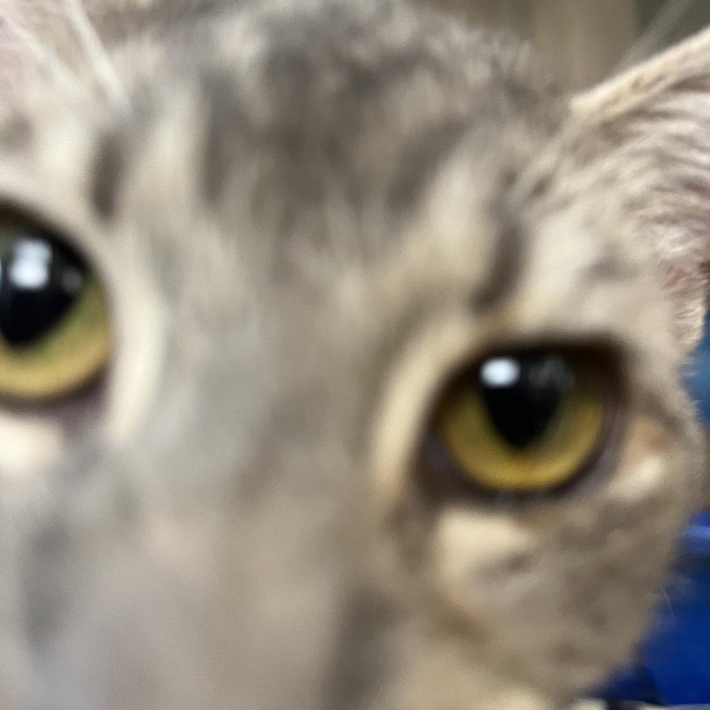 Enlarge Precious, a Adoptable Domestic Short Hair in Vineland, NJ image 3/3