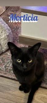 Enlarge Morticia, a ADOPTABLE Domestic Short Hair in Klamath Falls, OR image 1/1