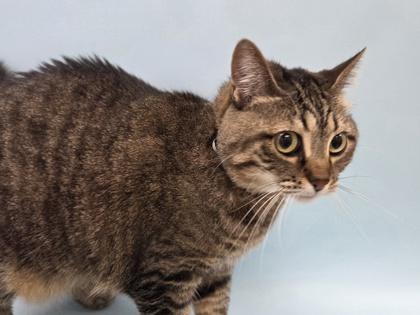 Gracie, Adoptable, Adult Female Domestic Short Hair & Domestic Short Hair.