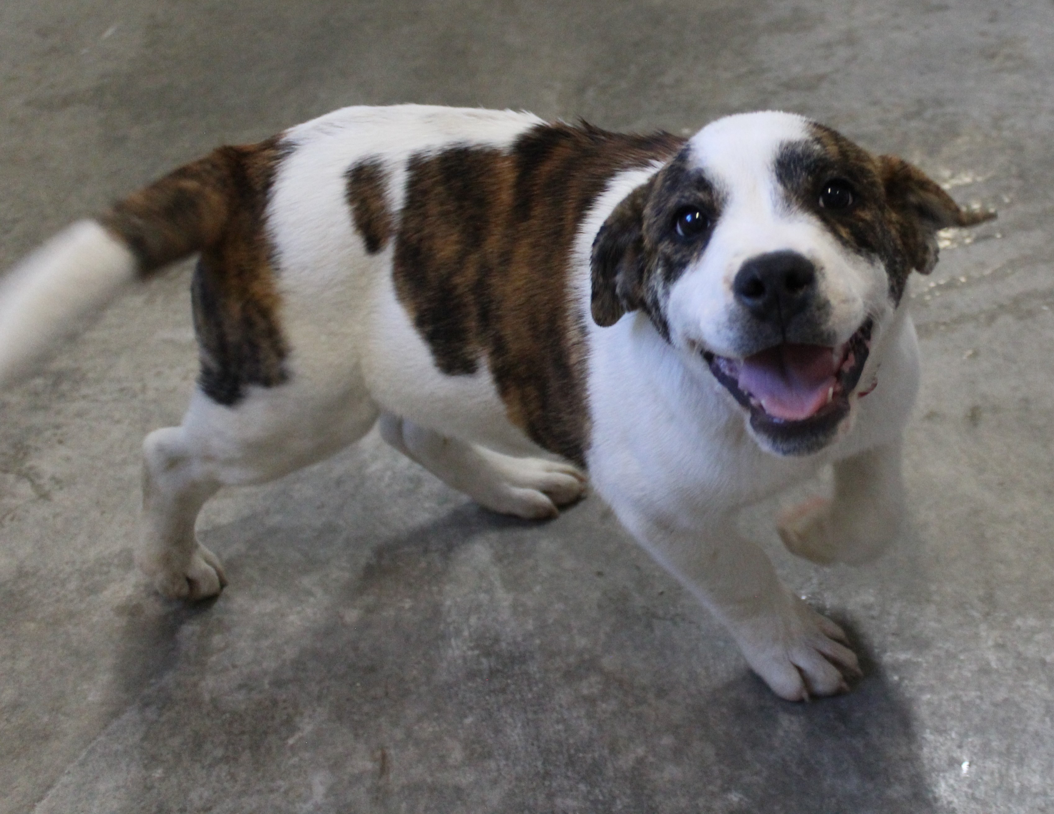 Dog for adoption Waffles, a Great Pyrenees & American Bulldog Mix in