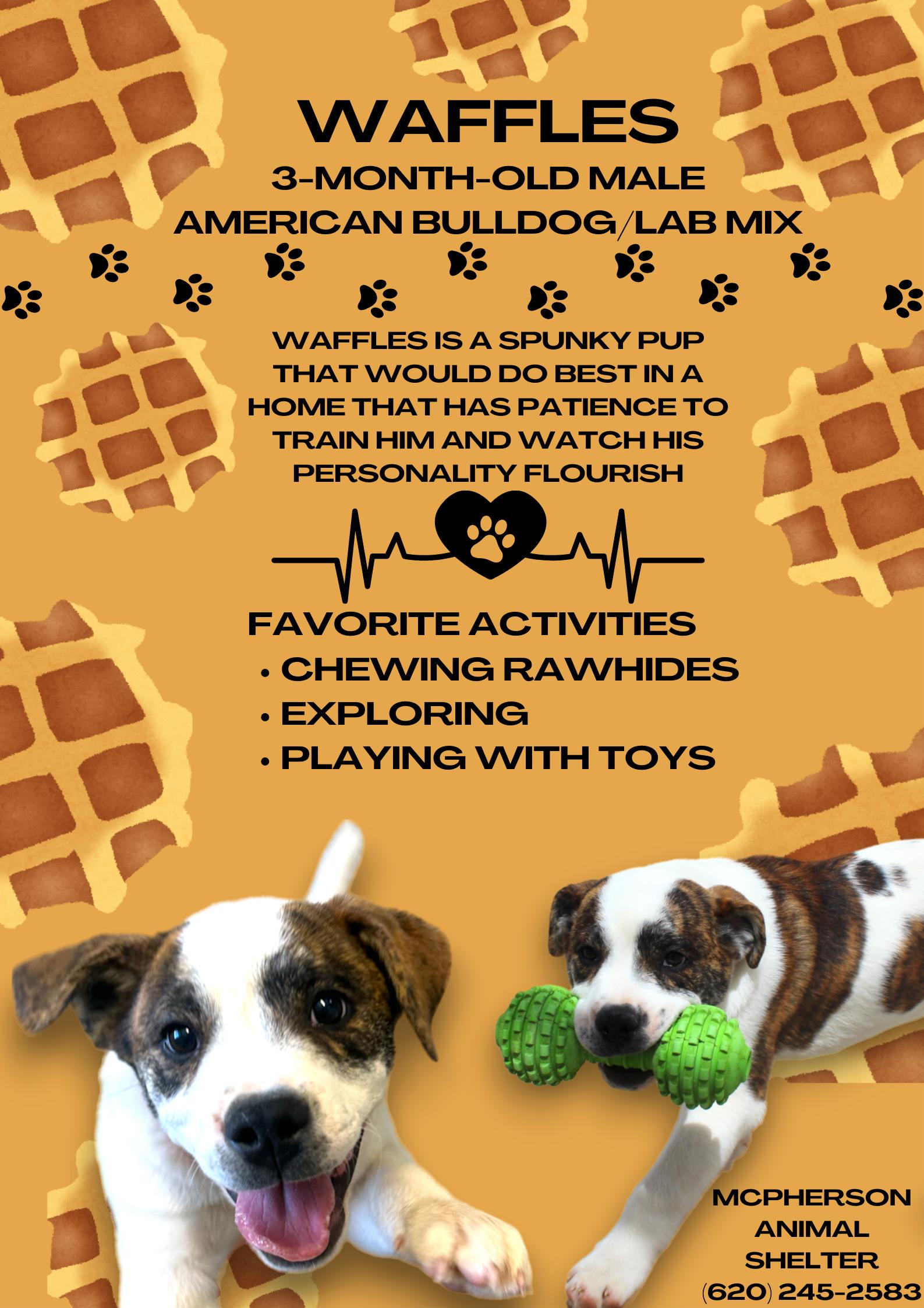 Dog for adoption Waffles, a Great Pyrenees & American Bulldog Mix in