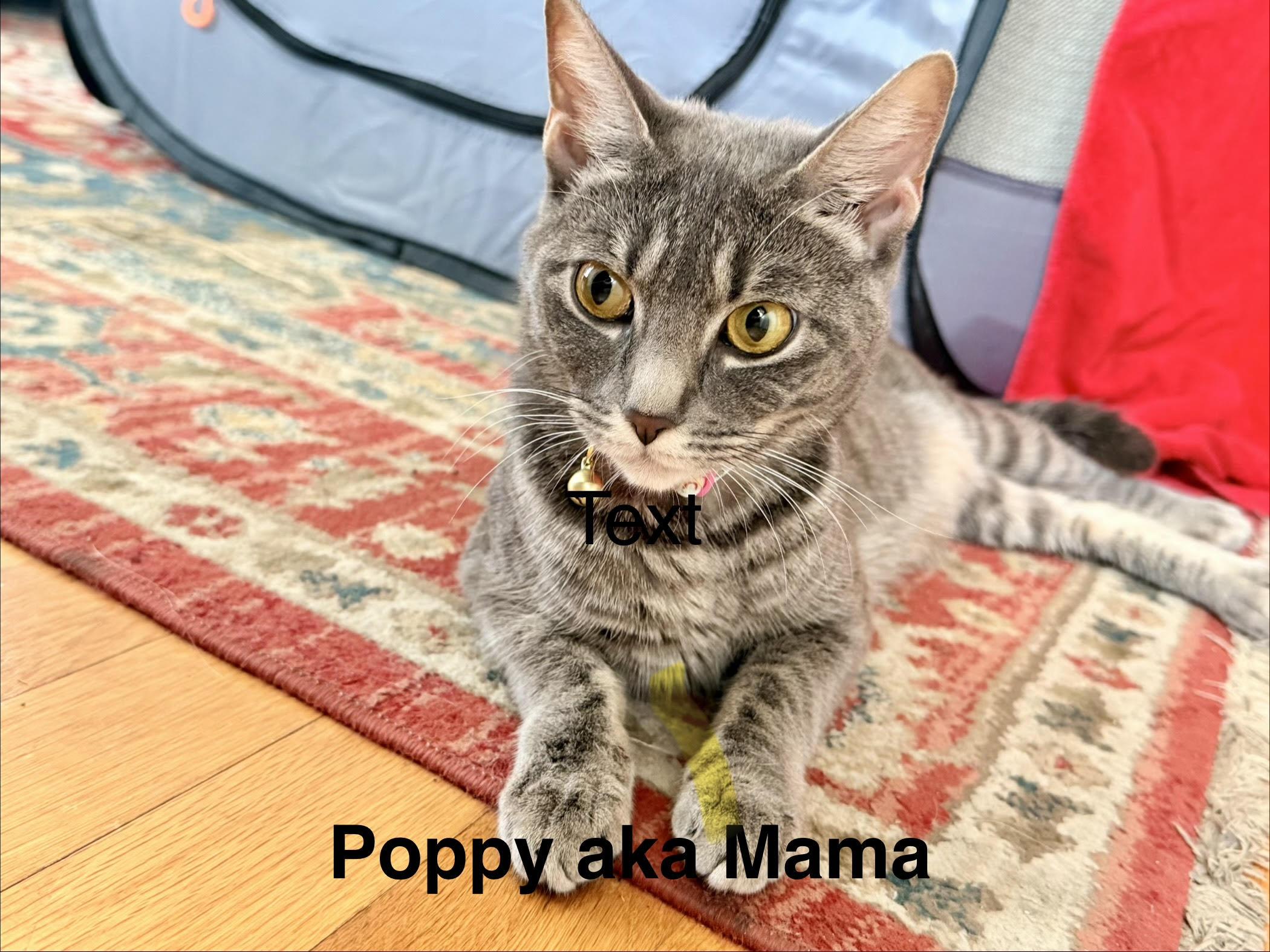 Poppy , a ADOPTABLE Domestic Short Hair in Marblehead, MA image 1/3