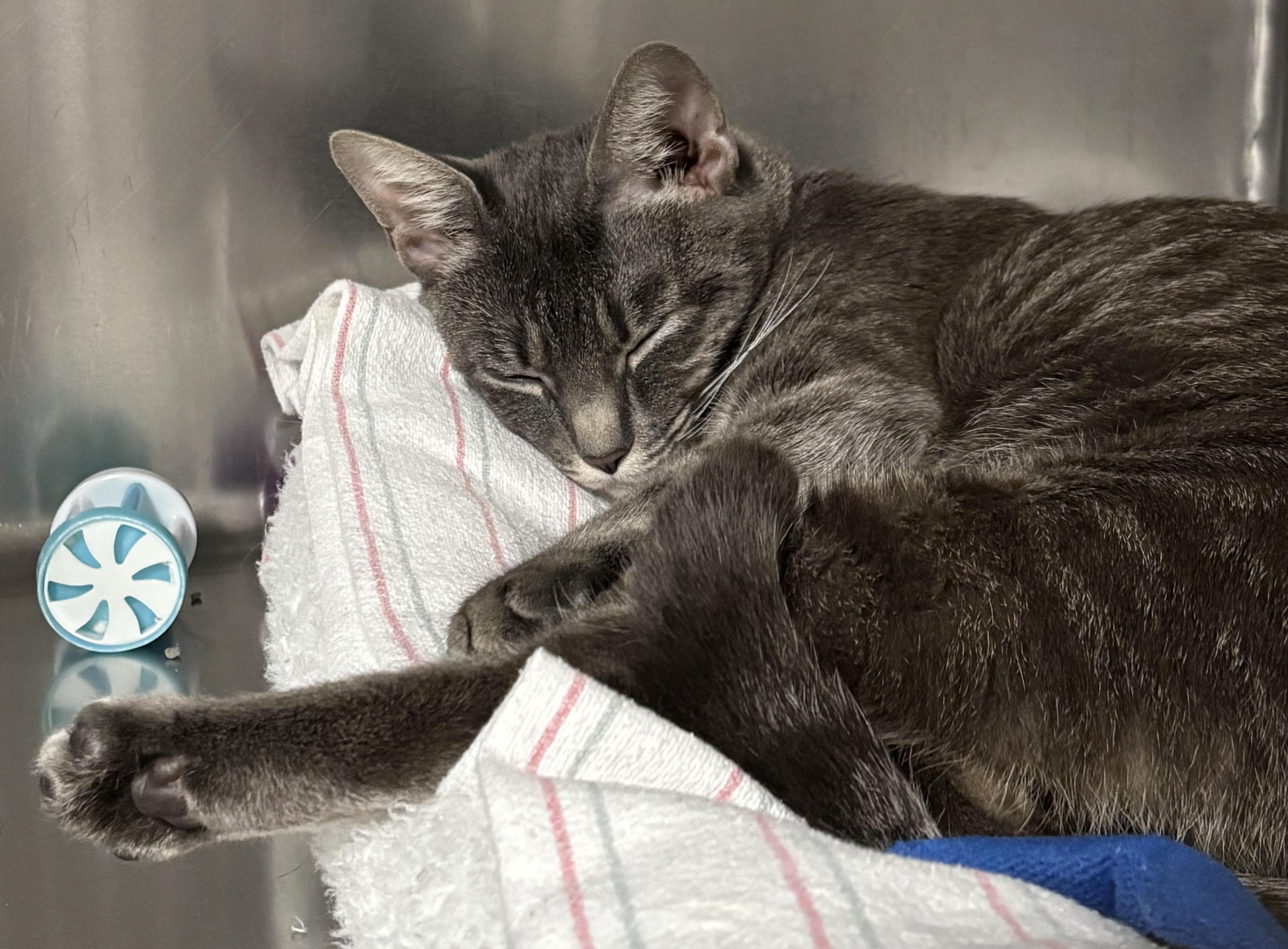 Poppy , a ADOPTABLE Domestic Short Hair in Marblehead, MA image 3/3