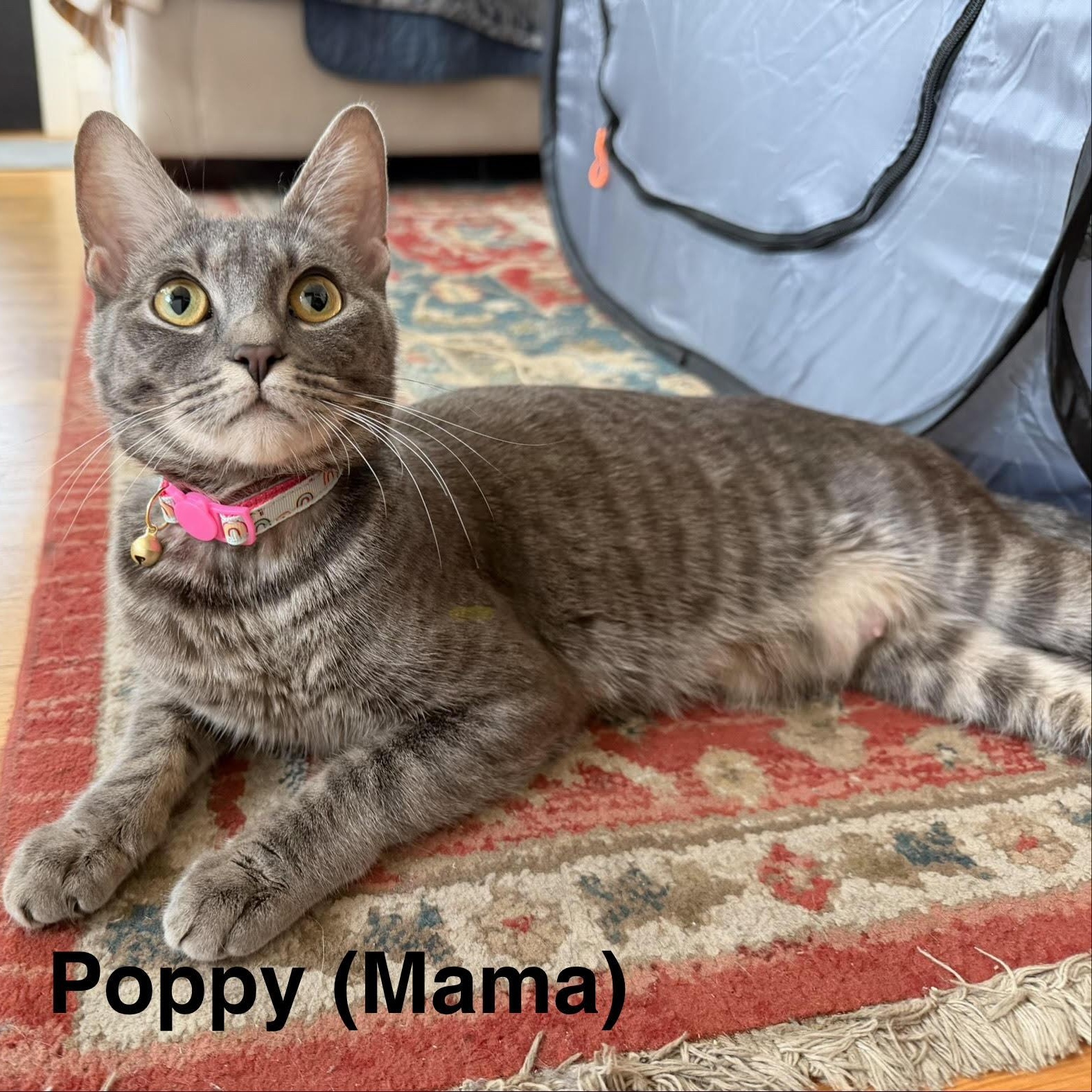 Poppy , a ADOPTABLE Domestic Short Hair in Marblehead, MA image 2/3