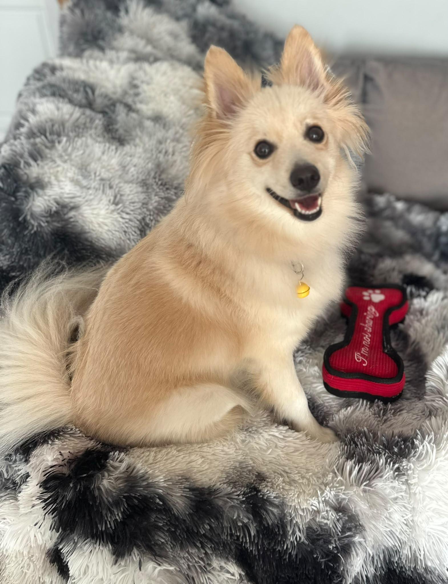 Enlarge Mr. Dazzling Darcy, a Adoptable mixed breed in Toronto, ON image 2/6