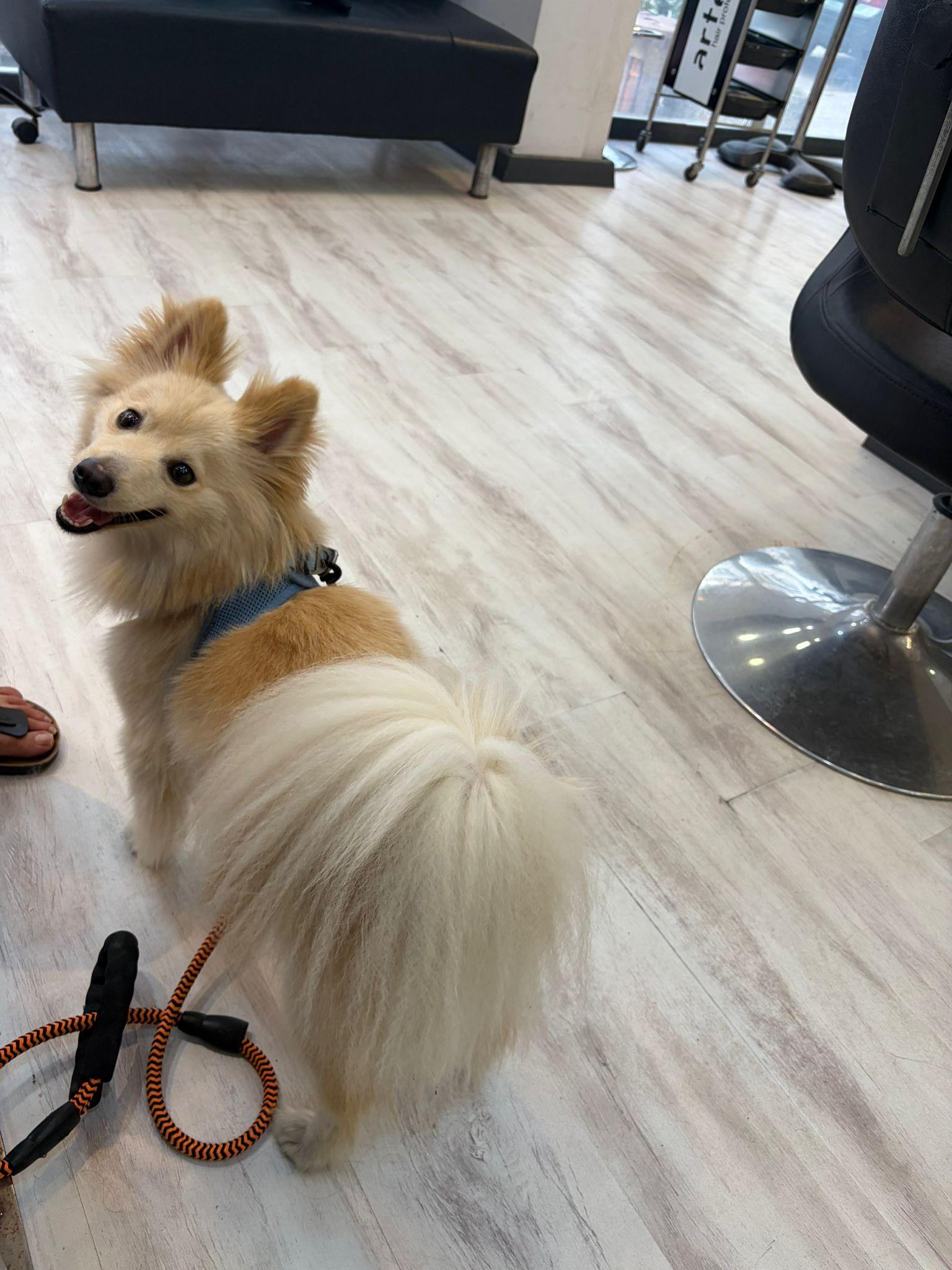 Enlarge Mr. Dazzling Darcy, a Adoptable mixed breed in Toronto, ON image 6/6