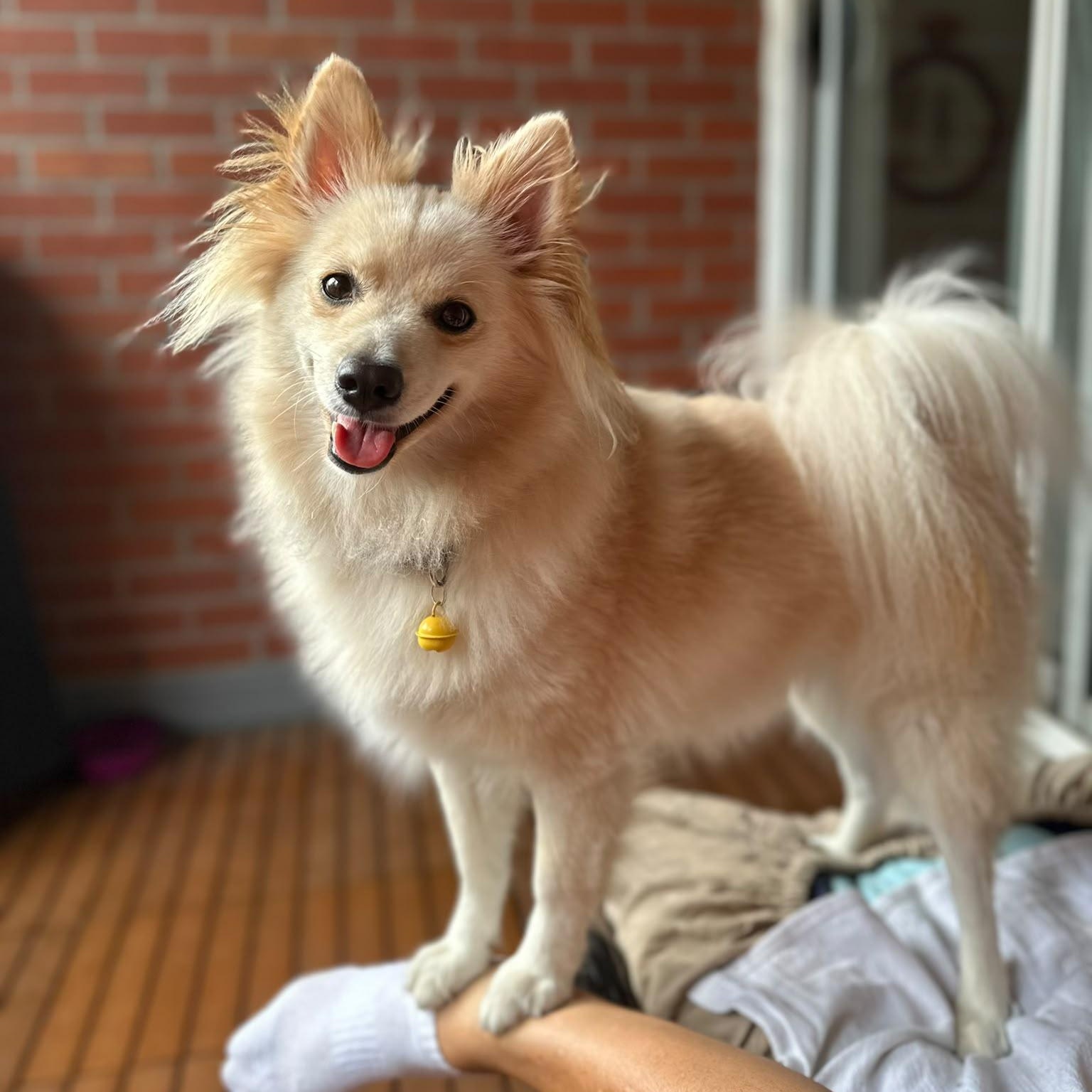 Mr. Dazzling Darcy, Adoptable, Young Male Spitz & Pomeranian.