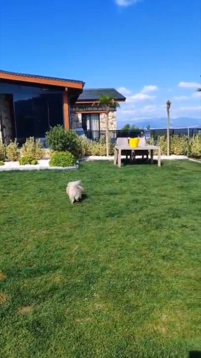 Enlarge Mr. Dazzling Darcy, a Adoptable mixed breed in Toronto, ON video 4/6