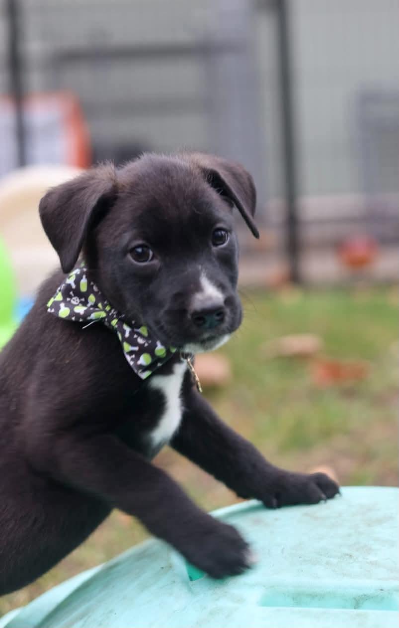 Enlarge Jasper, a Adoptable Shepherd in Duluth, MN image 1/3