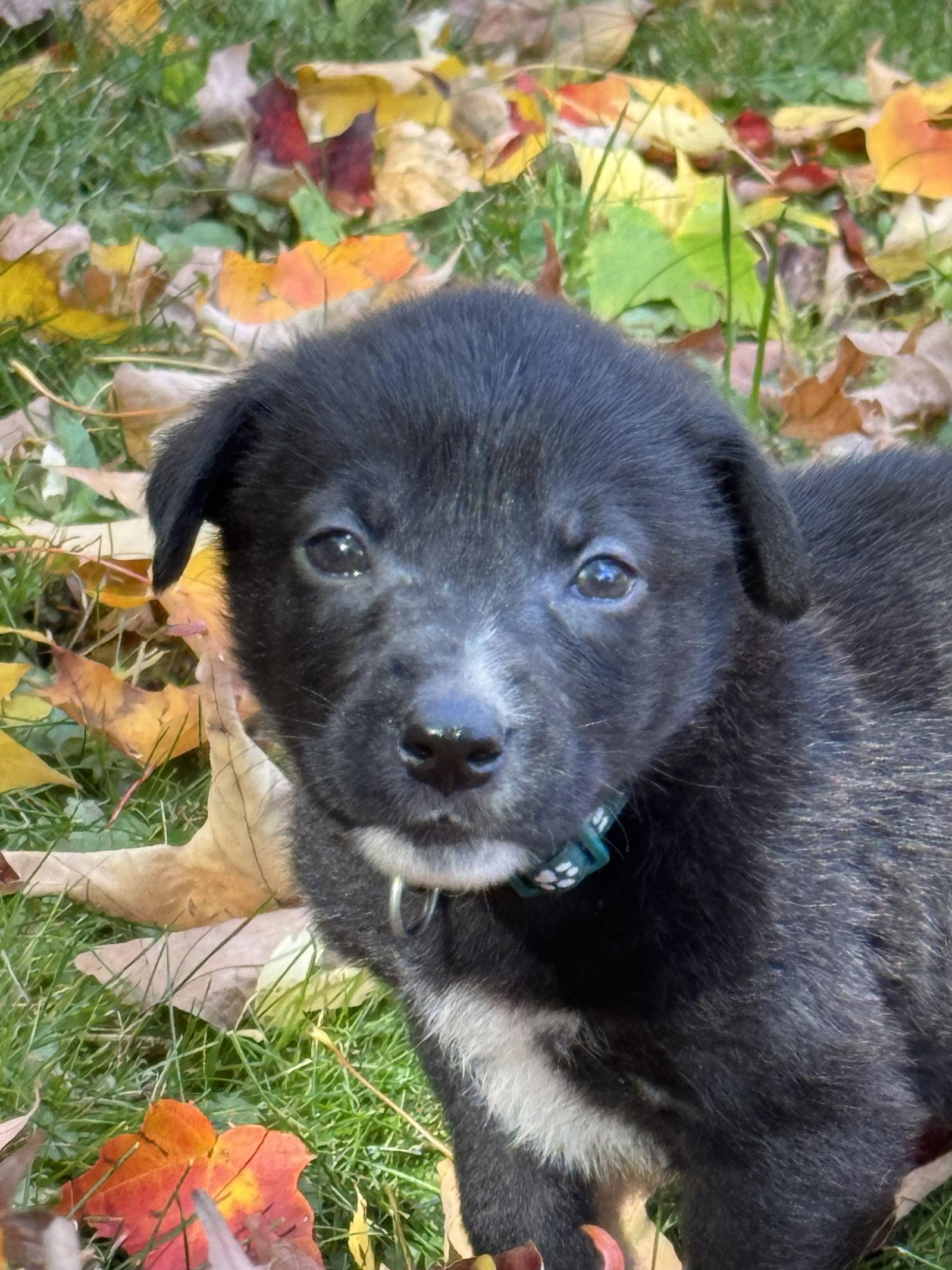 Enlarge Jasper, a Adoptable Shepherd in Duluth, MN image 2/3