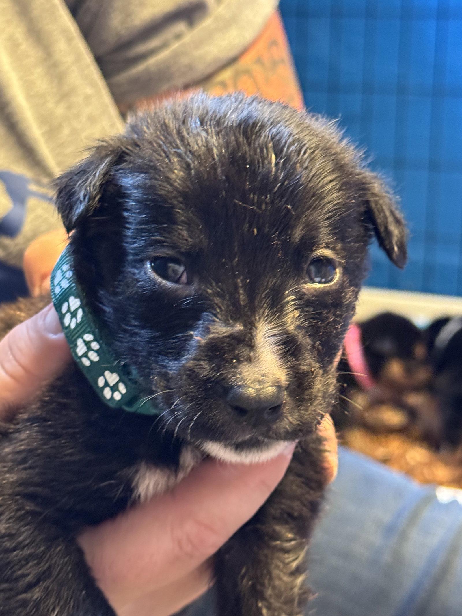 Enlarge Jasper, a Adoptable Shepherd in Duluth, MN image 3/3