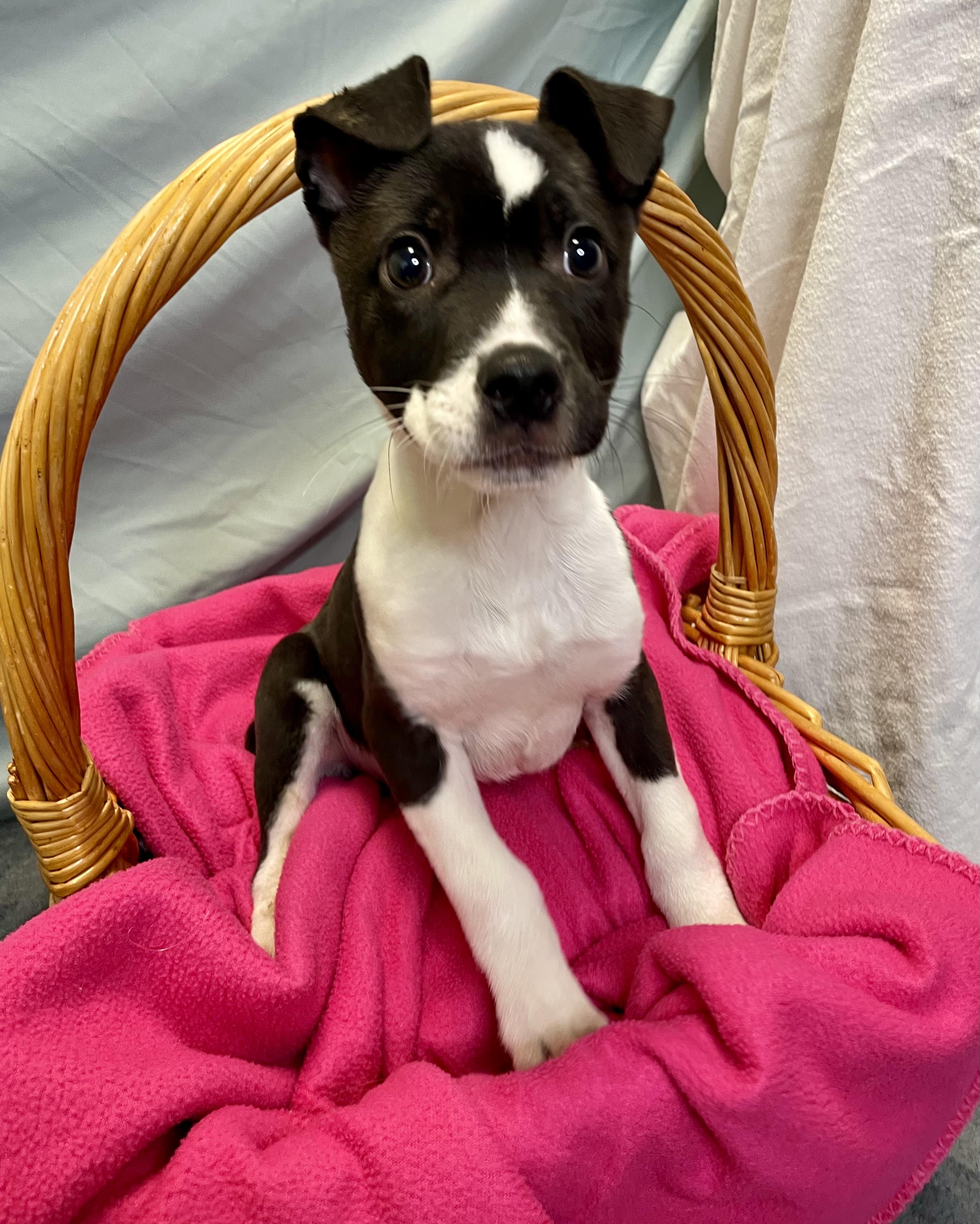 Enlarge Lil Shit, an adopted mixed breed in Lacon, IL image 1/1