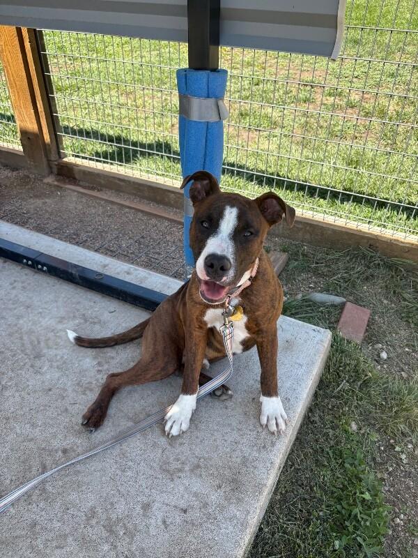 Uno, Adoptable, Young Male Pit Bull Terrier & Mixed Breed.