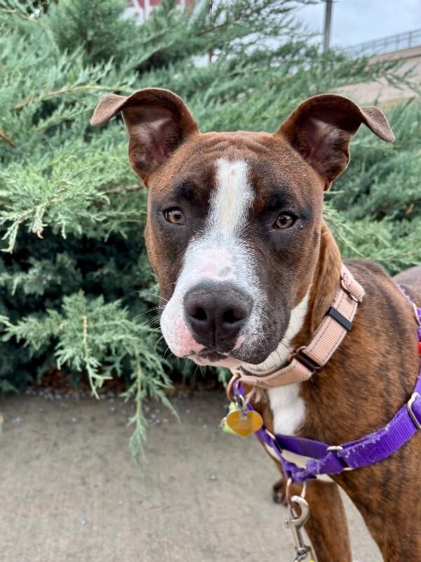 Enlarge Uno, a Adoptable mixed breed in Fort Collins, CO image 3/6