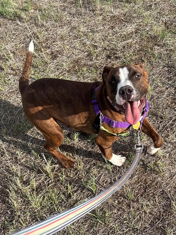 Enlarge Uno, a Adoptable mixed breed in Fort Collins, CO image 4/6