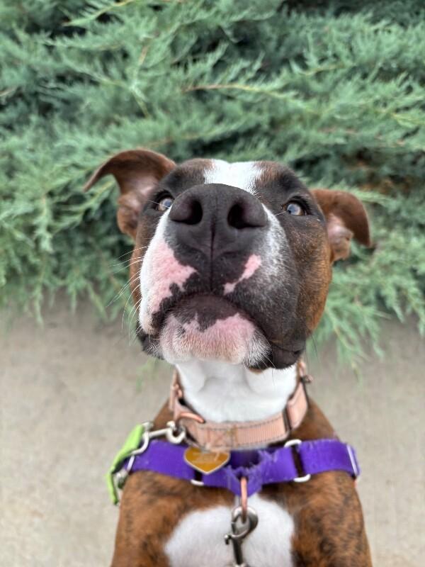 Enlarge Uno, a Adoptable mixed breed in Fort Collins, CO image 5/6