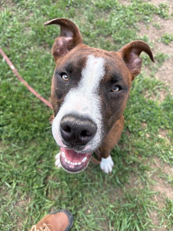 Enlarge Uno, a Adoptable mixed breed in Fort Collins, CO image 6/6