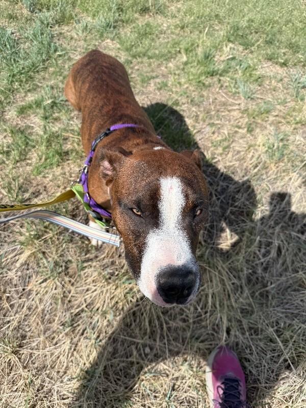 Enlarge Uno, a Adoptable mixed breed in Fort Collins, CO image 2/6