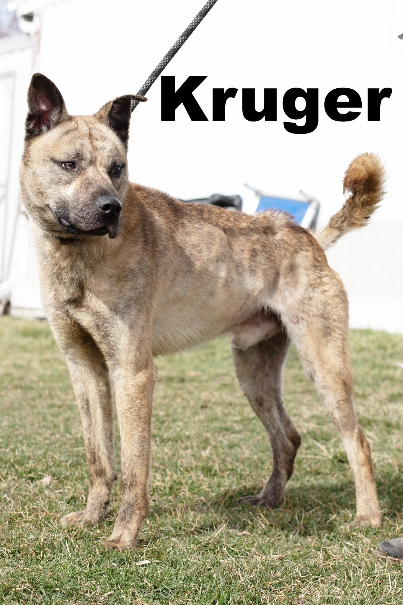 Krueger, Adoptable, Adult Male German Shepherd Dog.