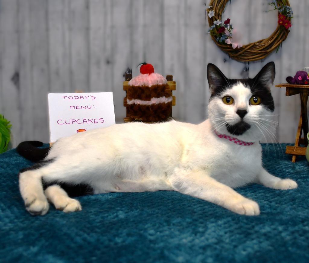 Dinah, Adoptable, Adult Female Domestic Short Hair.