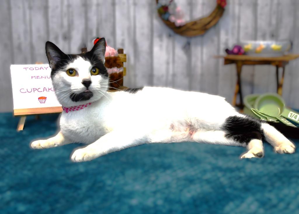 Enlarge Dinah, a Adoptable mixed breed in Roanoke, TX image 2/3