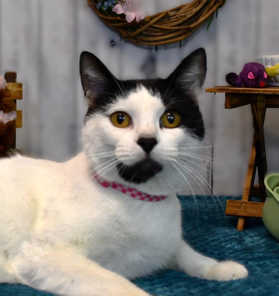 Enlarge Dinah, a Adoptable mixed breed in Roanoke, TX image 3/3