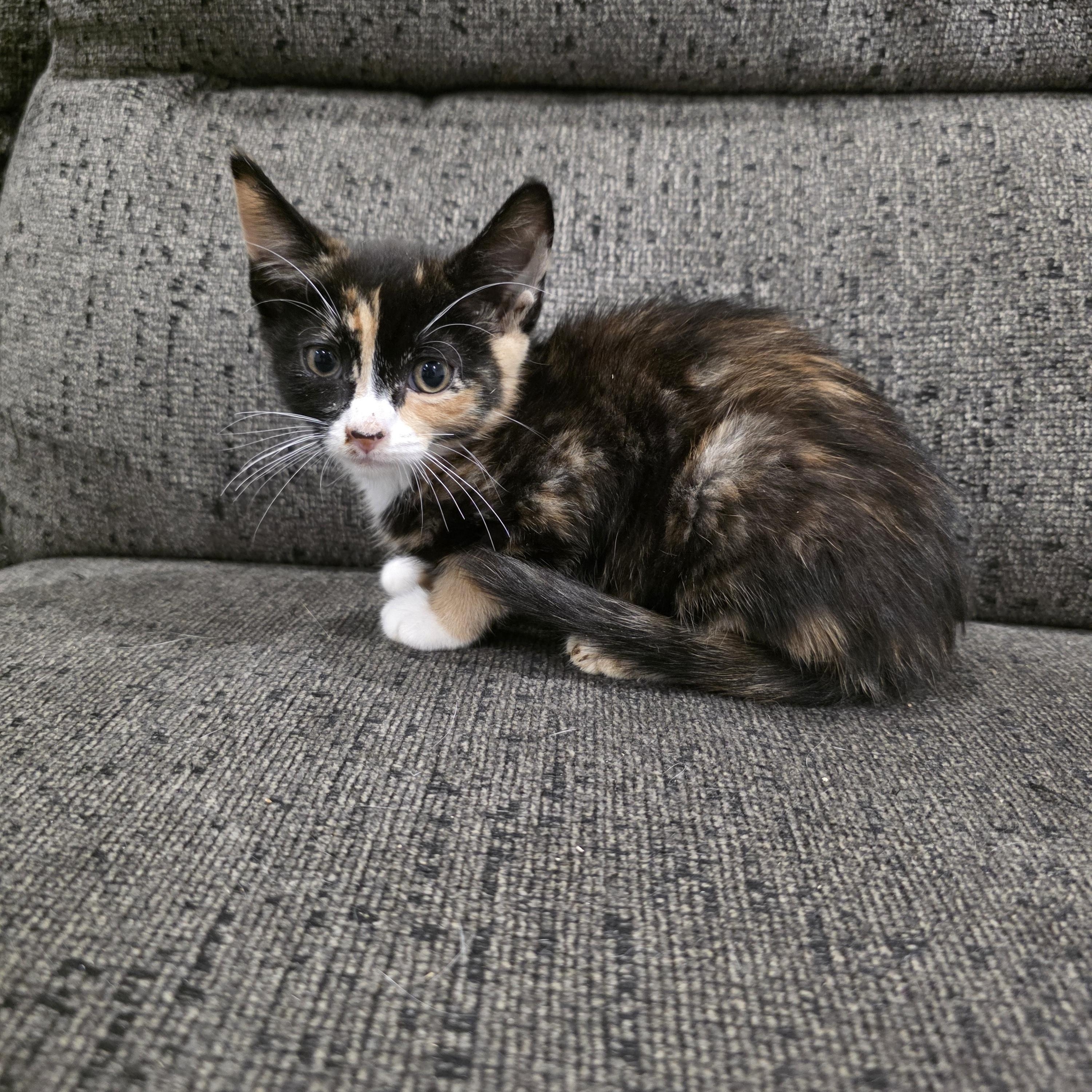 Enlarge Melody, a Adoptable mixed breed in Moriches, NY image 2/2