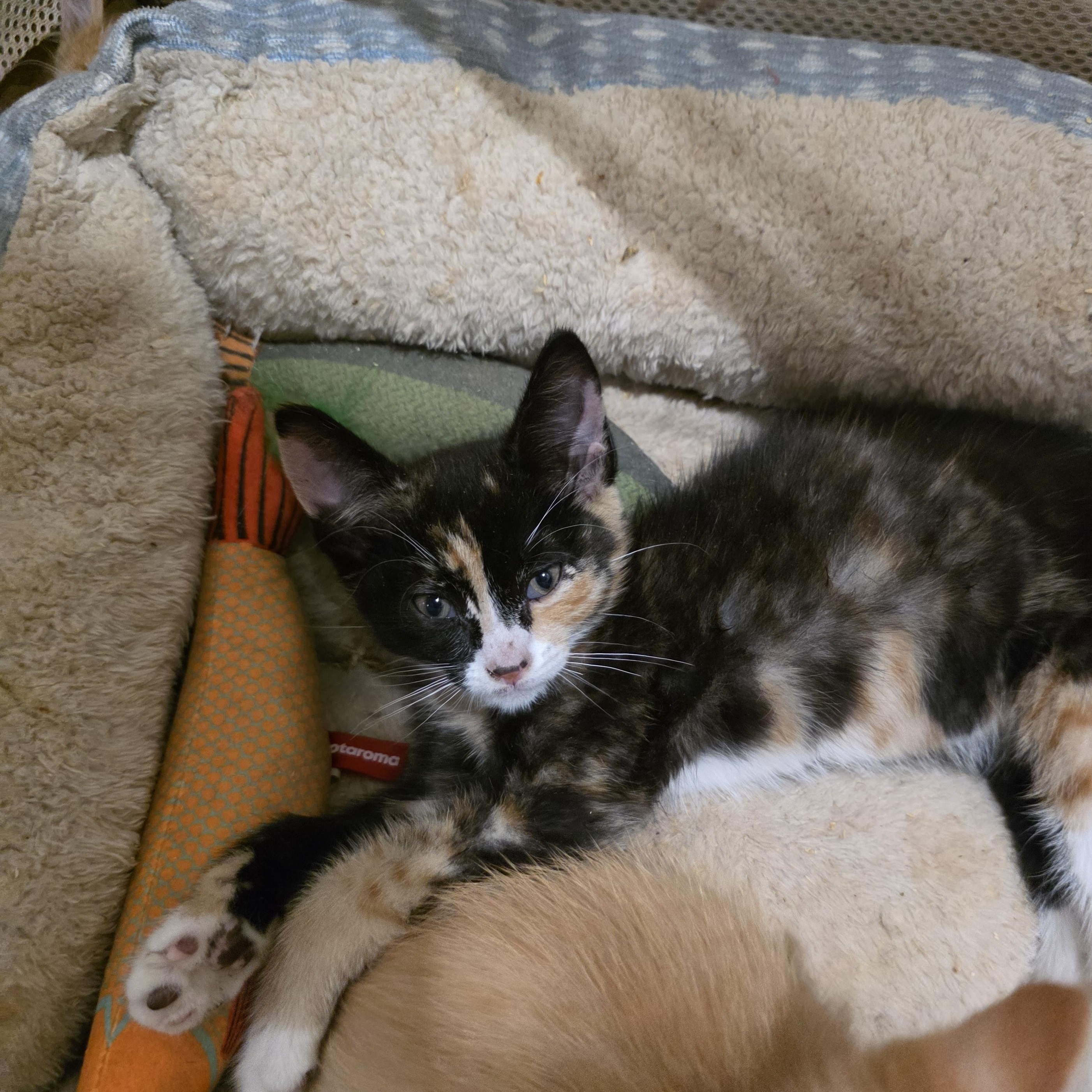 Melody, Adoptable, Kitten Female Domestic Short Hair & Calico.