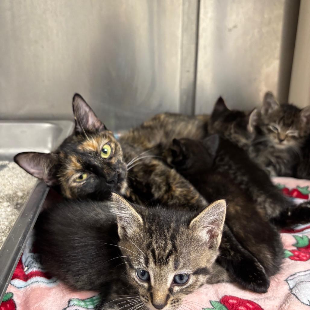 Mama, Adoptable, Adult Female Domestic Short Hair & Domestic Short Hair.