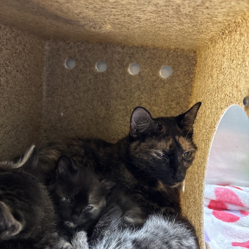 Enlarge Mama, a Adoptable mixed breed in Galax, VA image 2/3