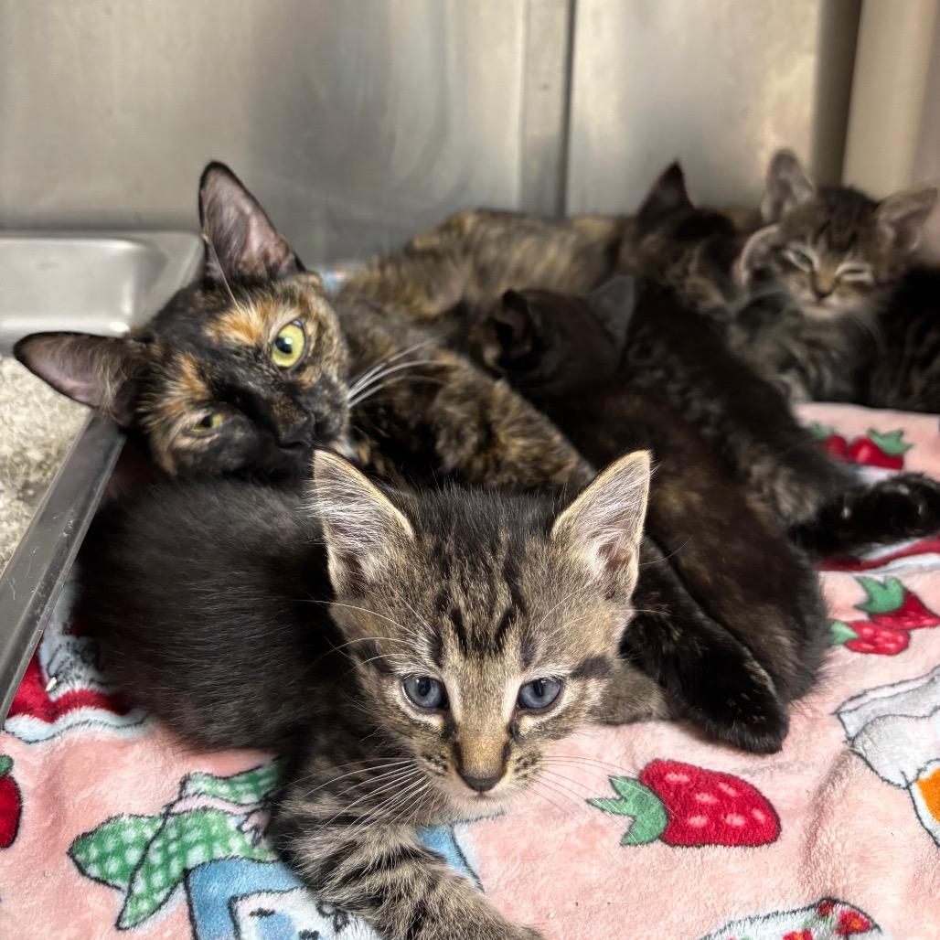 Enlarge Mama, a Adoptable mixed breed in Galax, VA image 3/3
