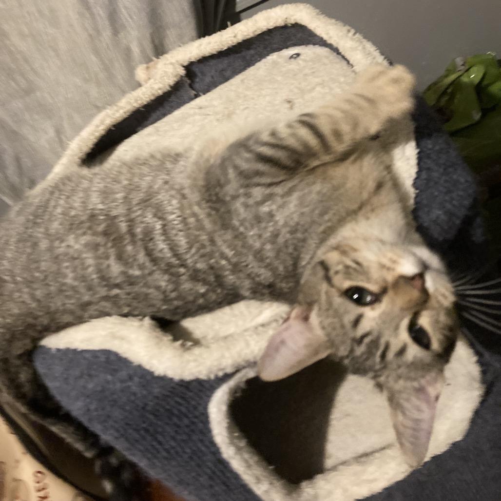 Enlarge Vixen Roy-MR, a Adoptable Domestic Short Hair in Tallahassee, FL image 1/1