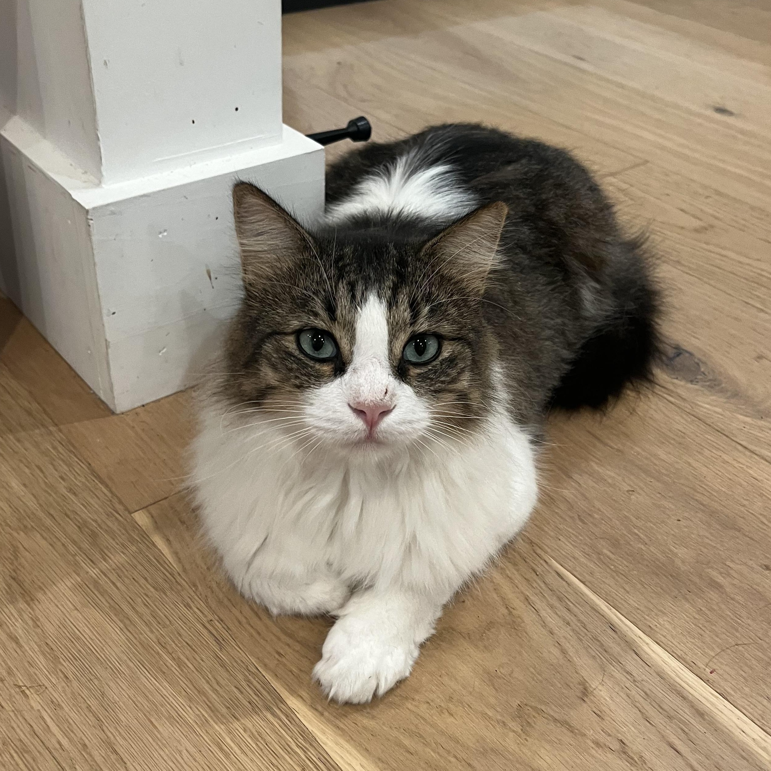 Benji, Adopted, Young Male Siberian & Norwegian Forest Cat.
