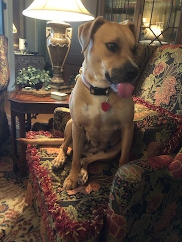 HONEY, a Adoptable mixed breed in Shawnee, OK image 2/3