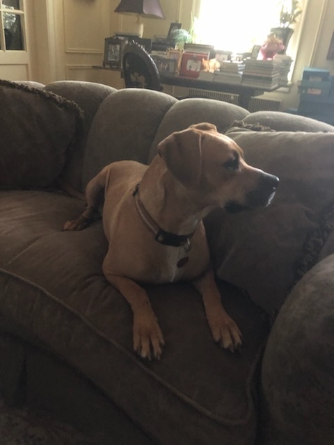 HONEY, a Adoptable mixed breed in Shawnee, OK image 3/3