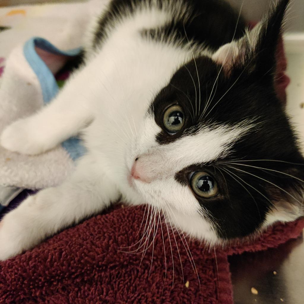 Enlarge Onyx, a Adopted mixed breed in Eastsound, WA image 1/1