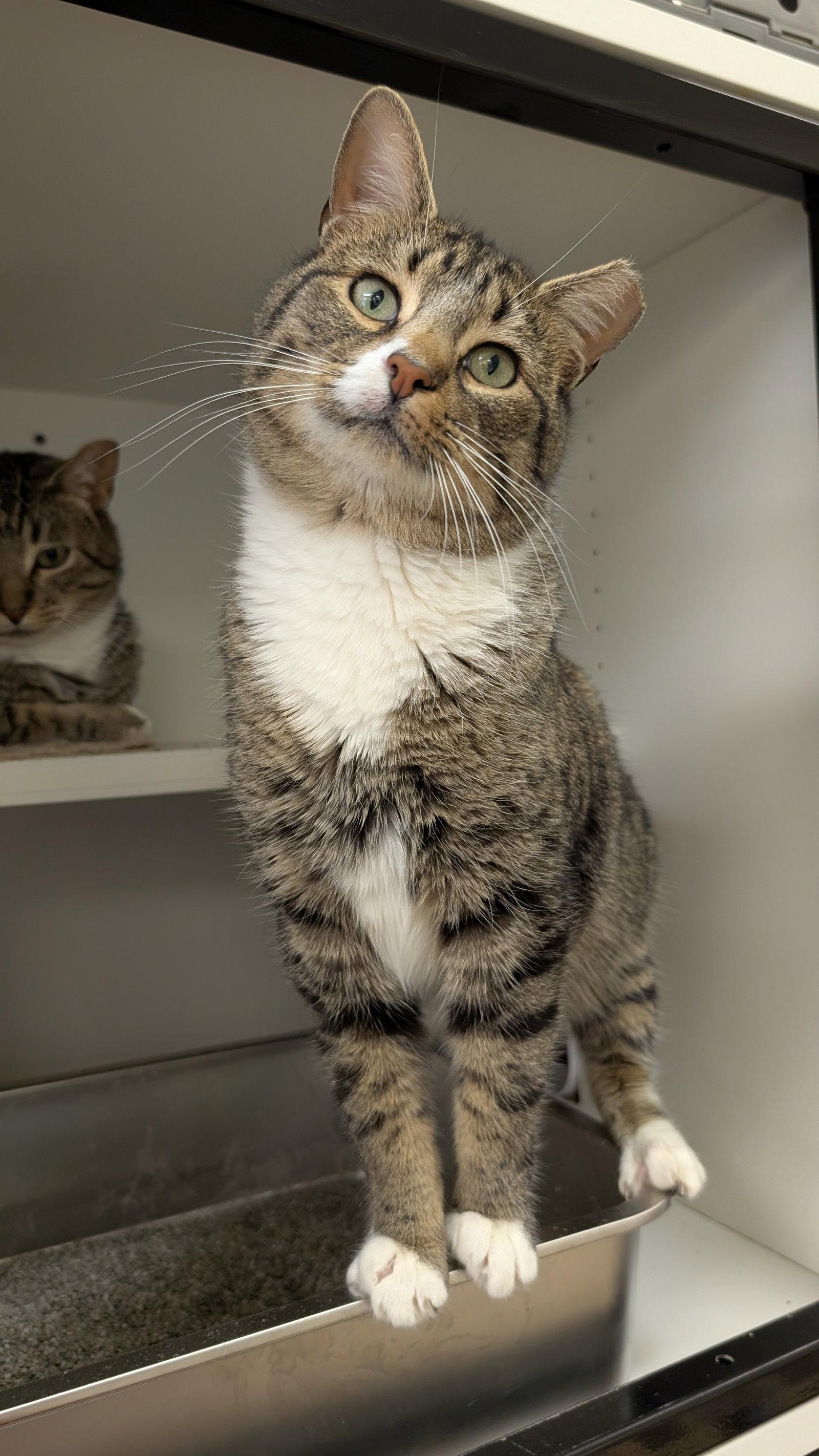 Enlarge Jerry, a Adoptable Domestic Short Hair in Columbus, OH image 3/3