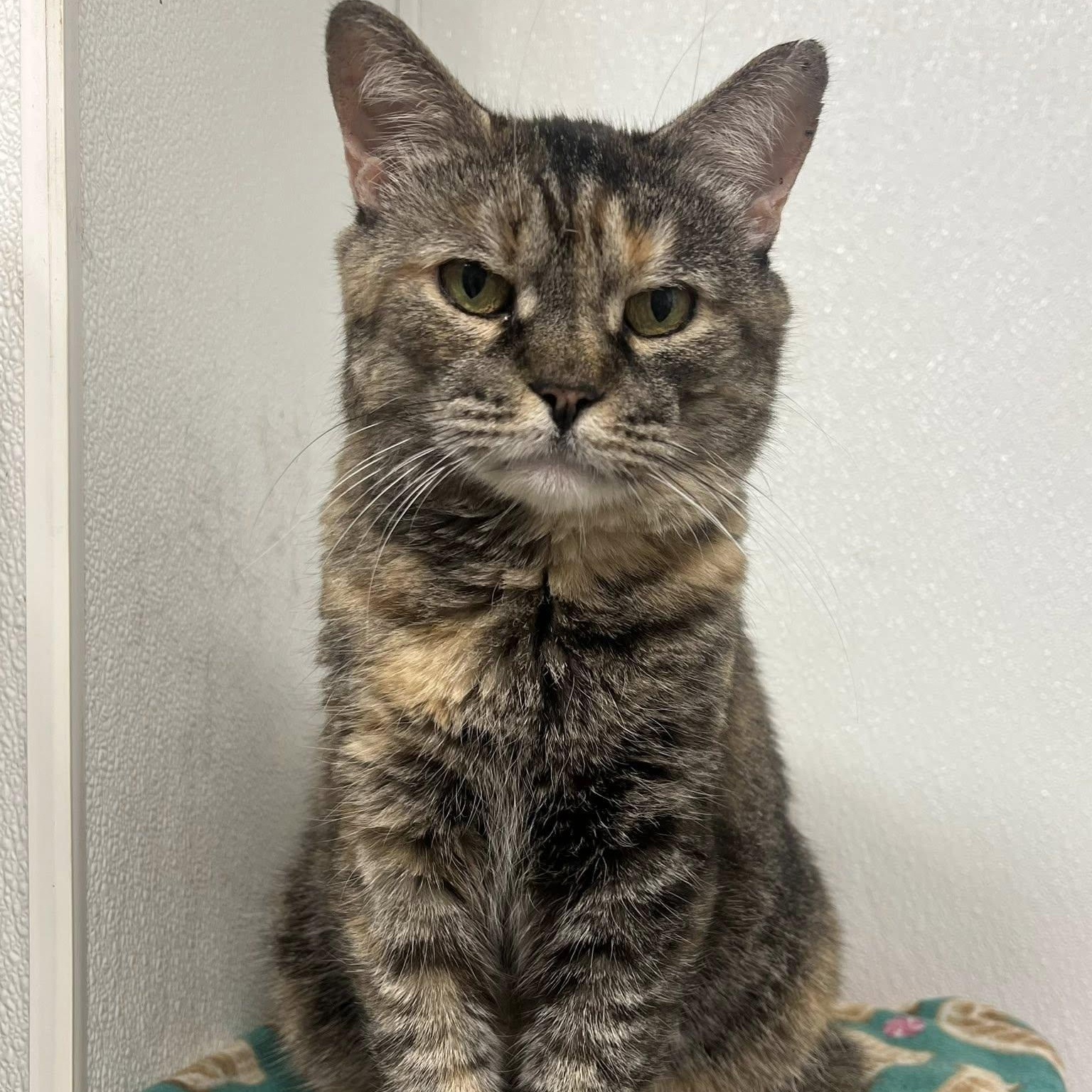 Enlarge Arete, a Adoptable Torbie in Albany, NY image 2/5