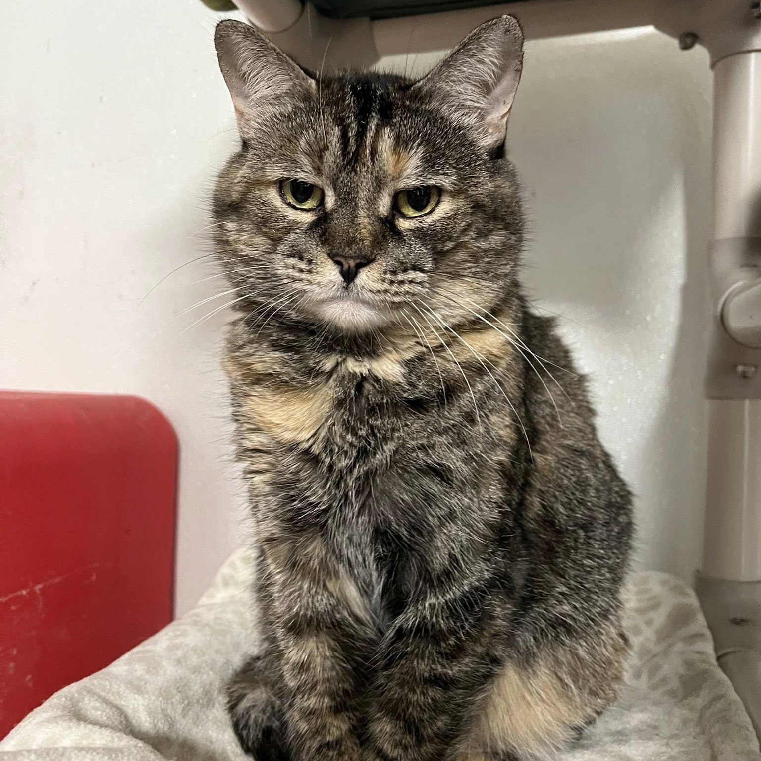 Enlarge Arete, a Adoptable Torbie in Albany, NY image 5/5