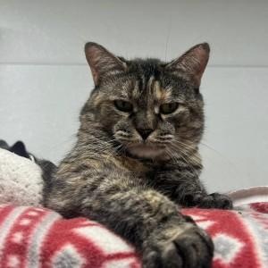 Enlarge Arete, a Adoptable Torbie in Albany, NY image 1/5