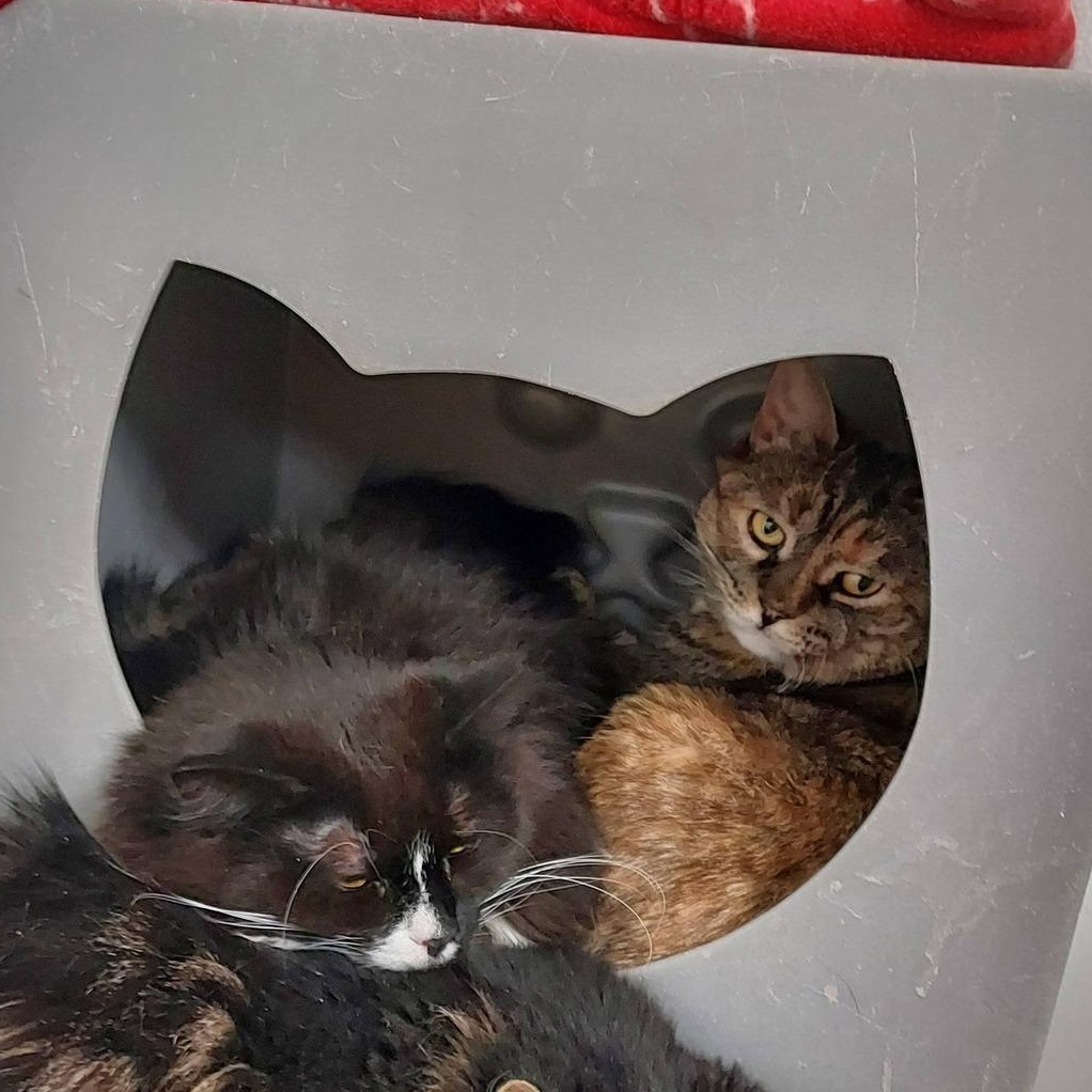 Enlarge Arete, a Adoptable Torbie in Albany, NY image 3/5