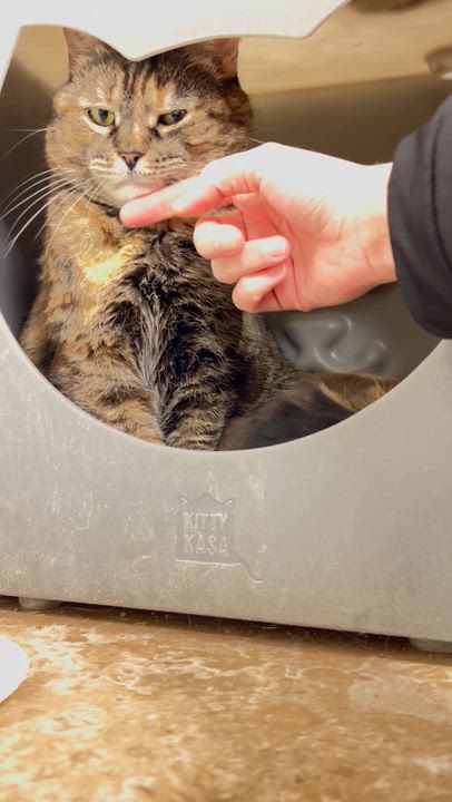 Enlarge Arete, a Adoptable Torbie in Albany, NY video 4/5