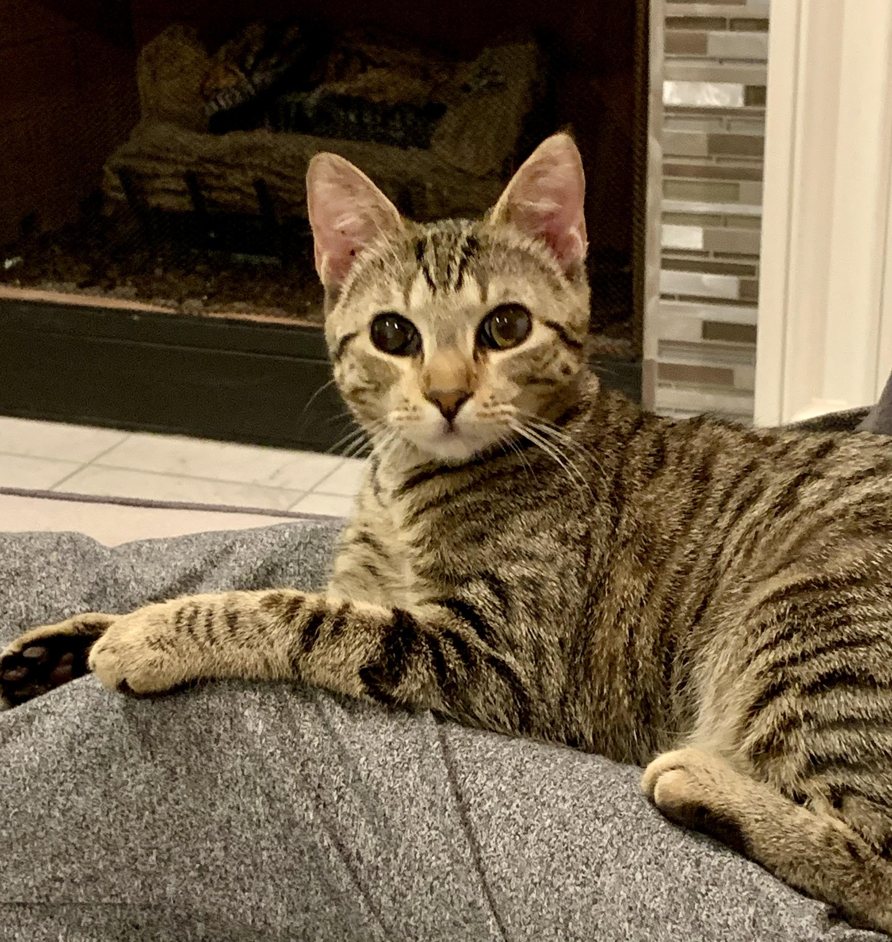 Reba, Adoptable, Young Female Domestic Short Hair.