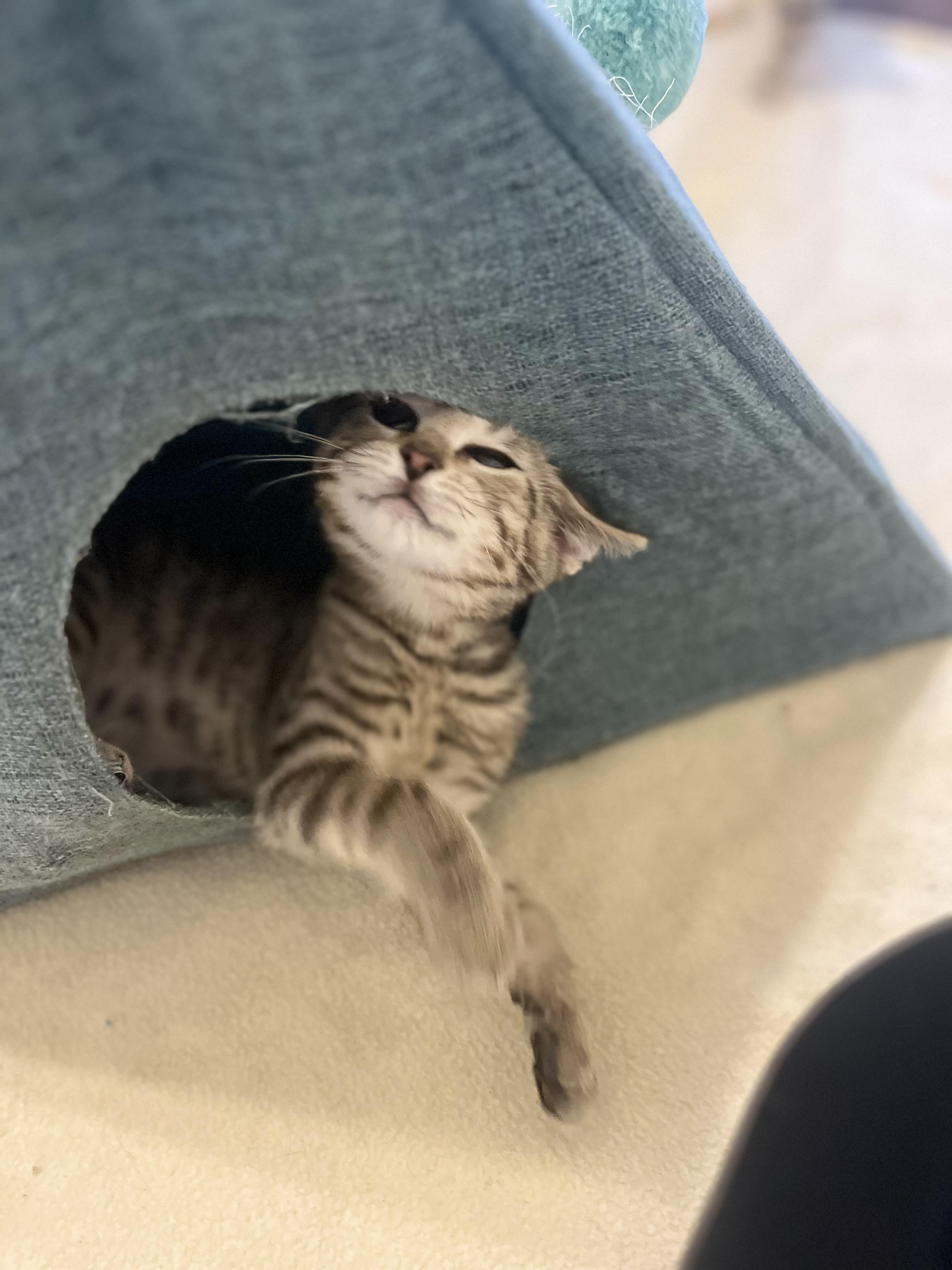 Reba, Adoptable, Kitten Female Domestic Short Hair.