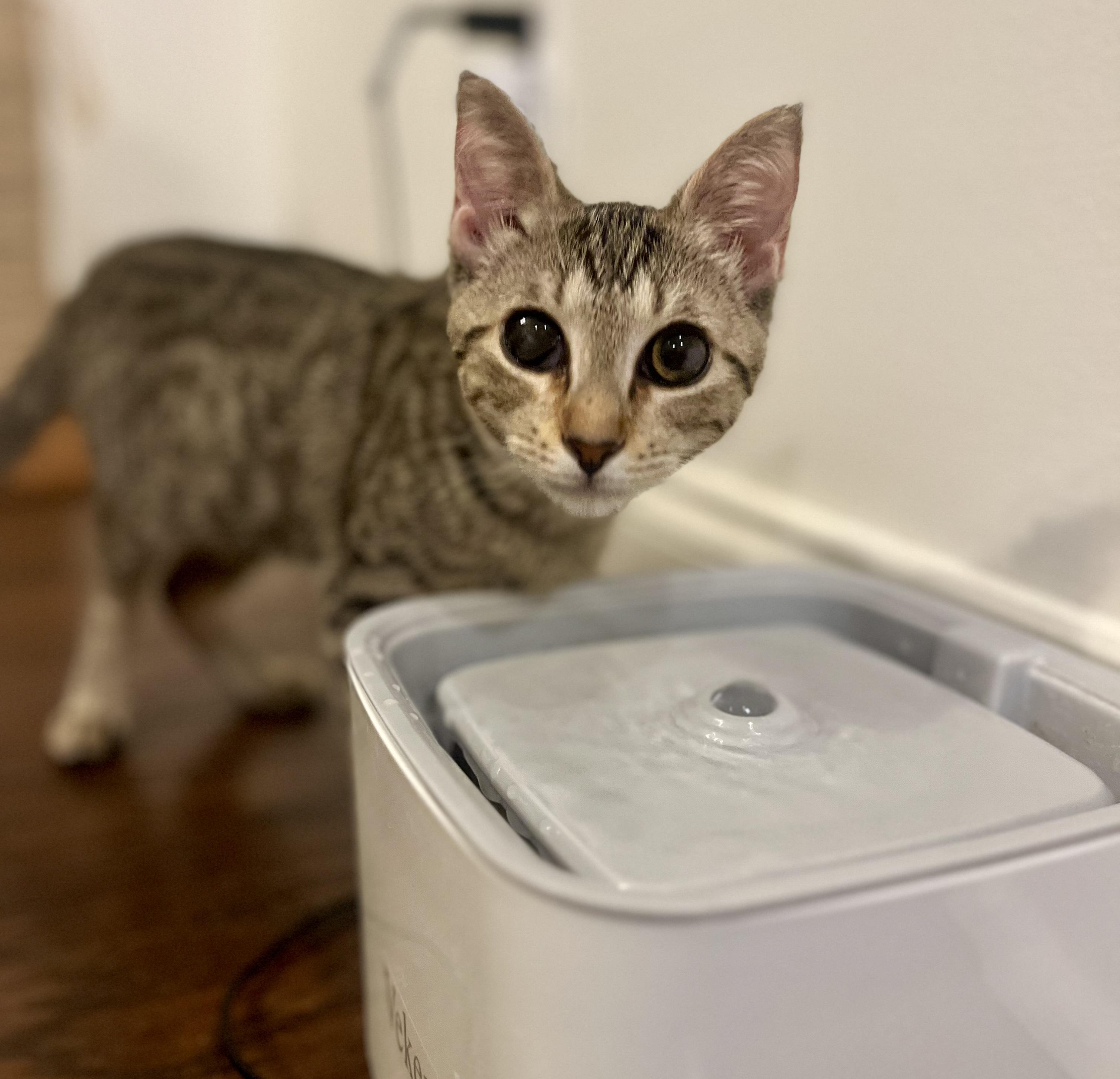 Reba, a Adoptable Domestic Short Hair image 2/4