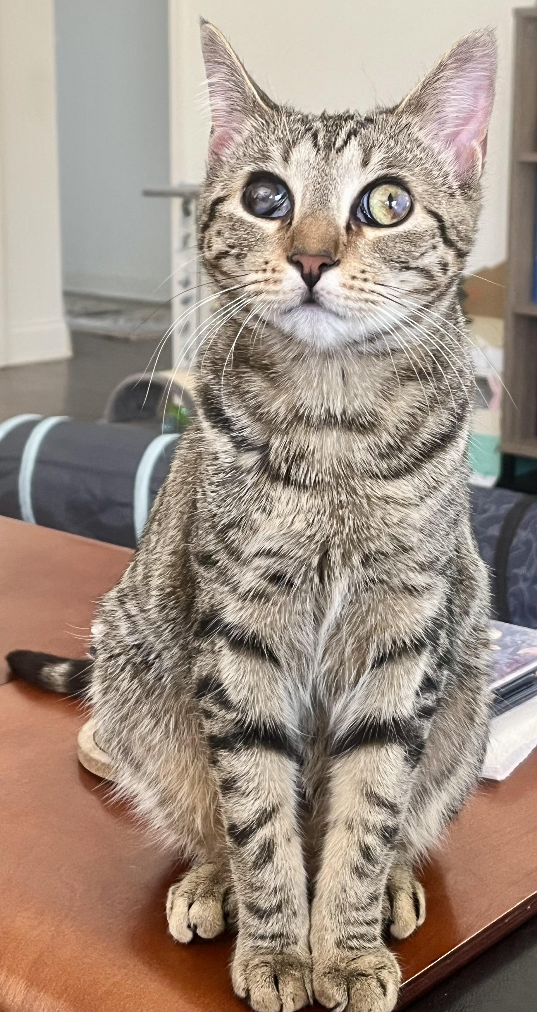 Reba, Adoptable, Young Female Domestic Short Hair.